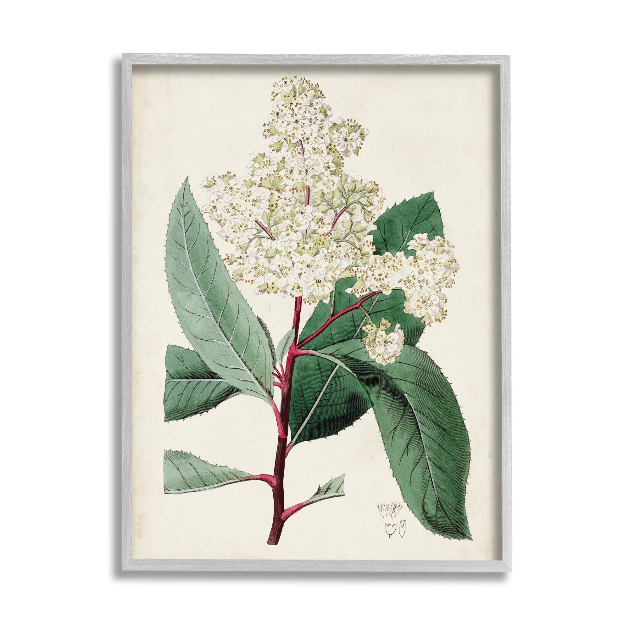 Stupell Industries Vintage Garden Study Red Stem Floral Plant in Gray Frame Wall Art